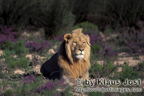 African Lion/Panthera leo        Male Lion in blooming flowers        captive                