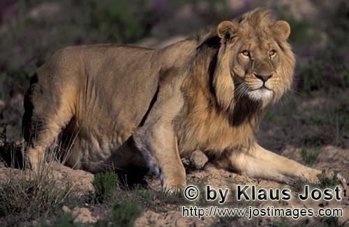 African Lion/Panthera leo        A lion looks critically                        