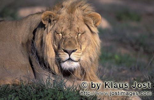 African Lion/Loewe/Panthera leo        Sleeping lion            captive                