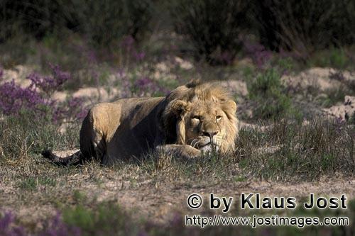 African Lion/Panthera leo        Resting Male Lion surrounded by blooming flowers        captive        