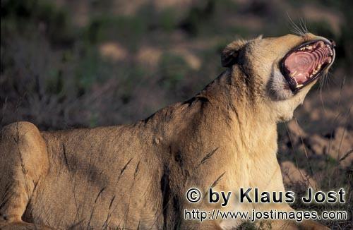 African Lion/Panthera leo            Female lion yawning widely              captive                
