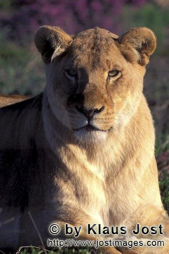 African Lion/Loewe/Panthera leo            Resting Female lion         Rastende Loewin         captive                