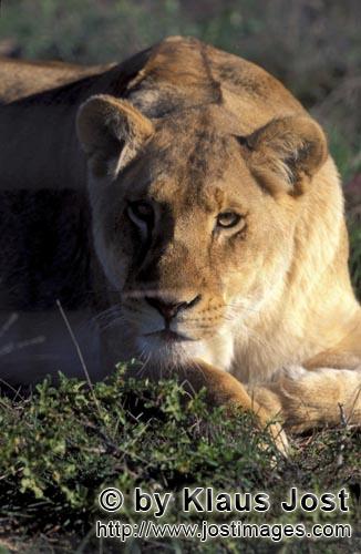 African Lion/Loewe/Panthera leo            Resting Female lion         Rastende Loewin         captive                