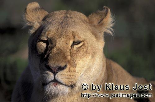 African Lion/Loewe/Panthera leo            Female lion portrait        Loewin Portraet        captive                