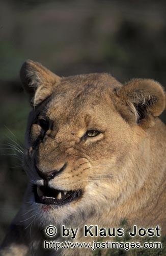 African Lion/Loewe/Panthera leo        A Female lion snarling                    