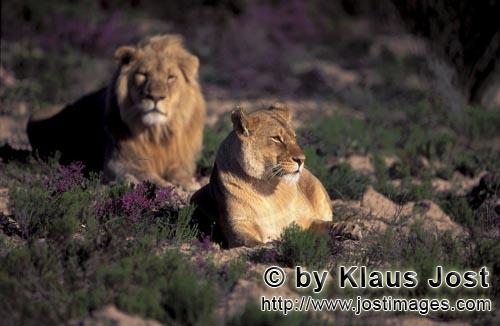 African Lion/Panthera leo        Pair of African Lions in flowering flowers        captive                