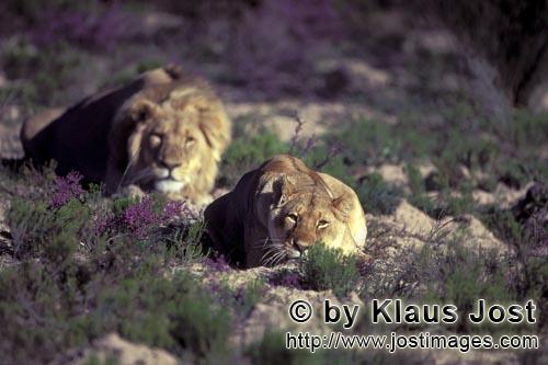 African Lion/Panthera leo        Resting Pair of African Lions            captive                