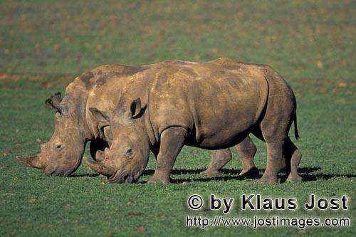 White Rhino/Ceratotherium simun            Two White Rhino                     