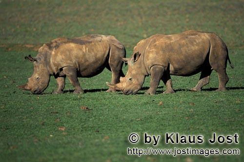 White Rhino/Breitmaulnashorn/Ceratotherium simun            Two grazing white rhinos                    