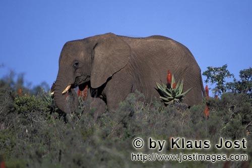 African Elephant/Afrikanischer Elefant/Loxodonta africana africana        African Elephant and flowe