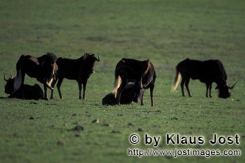 Wildebeest/Gnu/Connochaetes taurinus        Grazing Wildebeest                