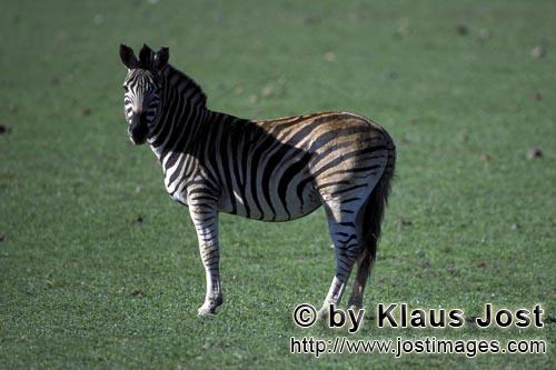 Zebra/Zebra/Equus quagga            Zebra standing in the meadow                