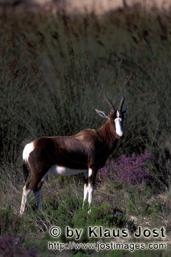 Bontebok/Pied buck/Bunte Bock/Damaliscus dorcas        Pied buck surrounded by grass and flowers