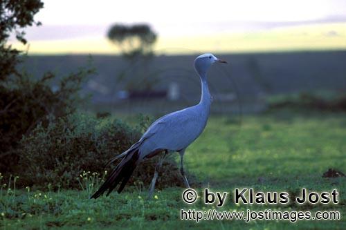 Blue Crane/Anthropoides paradiseus        Blue crane traveling at late afternoon