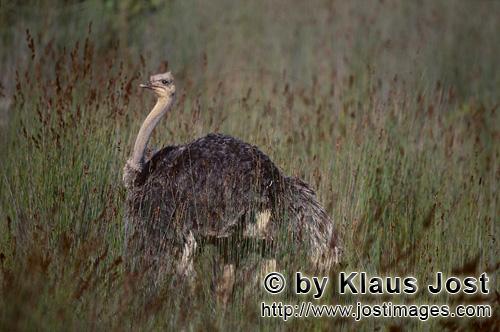 Ostrich/Strauß/Struthio camelus australis        Ostrich on the way in the wilderness 