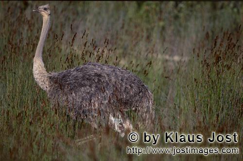 Ostrich/Strauß/Struthio camelus australis        Ostrich in the wilderness 