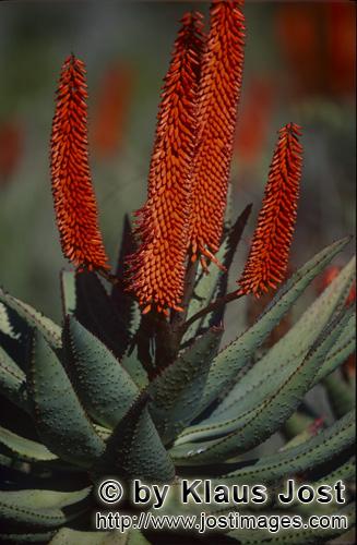Aloe Ferox/Aloe barbadensis Miller        Aloe Ferox - a particular medicinal plant        