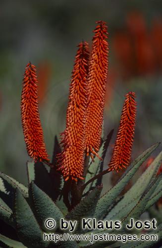 Aloe Ferox/Aloe barbadensis Miller        Eyecatcher Aloe Ferox        