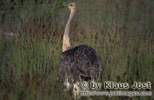 Ostrich/Strauß/Struthio camelus australis        Portrait of an ostrich            