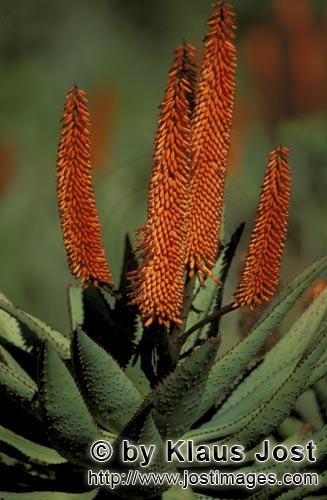 Aloe Ferox/Aloe barbadensis Miller        Aloe Ferox (Aloe barbadensis)            