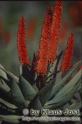 Aloe Ferox/Aloe barbadensis Miller        Flowering Aloe Ferox        