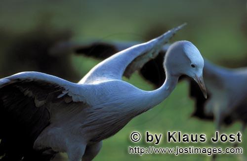 Blue Crane/Anthropoides paradiseus        Blue Crane spreads its wings        
