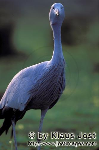 Blue Crane/Anthropoides paradiseus        A blue crane looks interested     