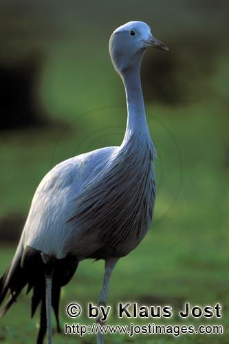 Blue Crane/Anthropoides paradiseus        Blue Crane the national bird of South Africa                 