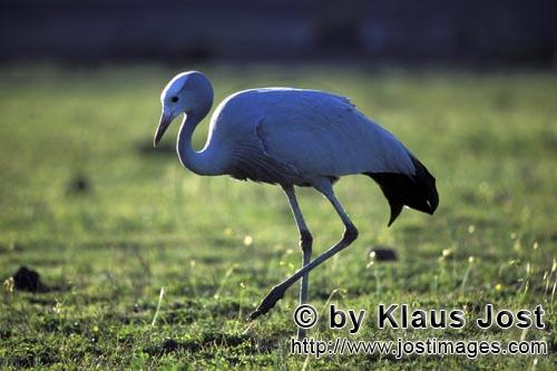 Blue Crane/Anthropoides paradiseus        Blue Crane goes over the meadow