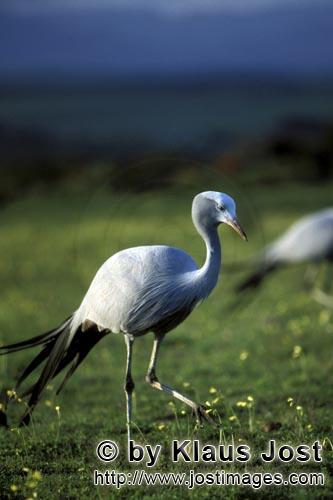 Blue Crane/Anthropoides paradiseus        Blue Crane walk across a meadow    