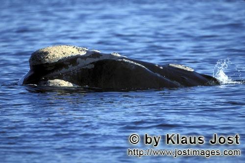 Southern Right Whale/Eubalaena australis            Southern Right Whale with callosities on its head<