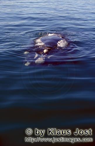 Southern Right Whale/Eubalaena australis        Fascinating Southern Right Whale        