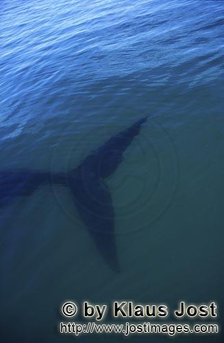 Southern Right Whale/Eubalaena australis        Fluke of Southern Right Whale underwater         