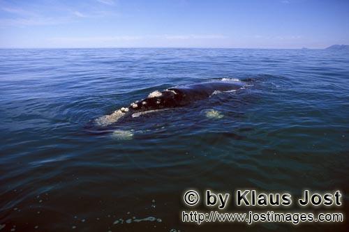 Southern Right Whale/Suedlicher Glattwal/Suedkaper/Eubalaena australis        Southern Right Whale o