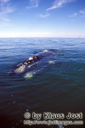 Southern Right Whale/Suedlicher Glattwal/Suedkaper/Eubalaena australis            Southern Right Whale