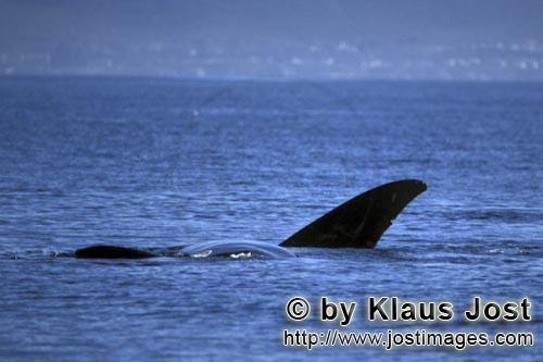 Southern Right Whale/Eubalaena australis        Fin of Southern Right Whale on the water surface