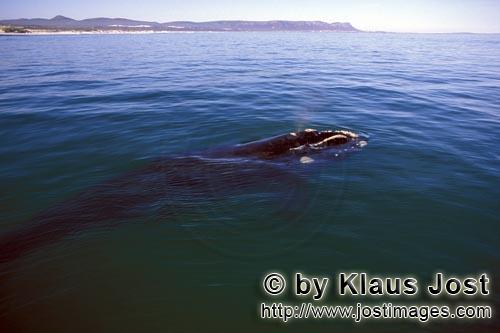 Southern Right Whale/Suedlicher Glattwal/Suedkaper/Eubalaena australis            Southern Right Whale