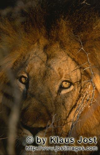 African Lion/Panthera leo        Lion in the morning in the thorny bush         Shortly before sunri