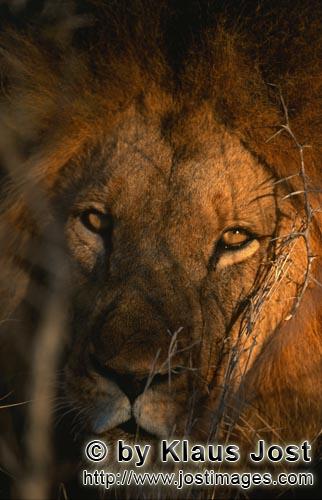 African Lion/Panthera leo        Lion portrait in the morning light        Shortly before sunrise 