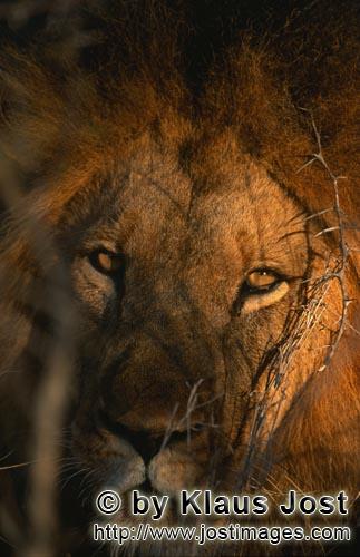 African Lion/Panthera leo        Lion eyes look from the thorny Bush         Shortly before sunrise 
