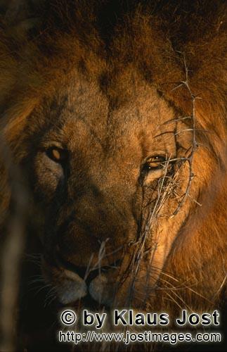 African Lion/Panthera leo        Male lion at Sunrise        Shortly before sunrise – it was the d