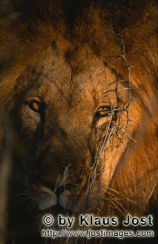 African Lion/Panthera leo        Portrait of Lion at sunrise         Shortly before sunrise – it w