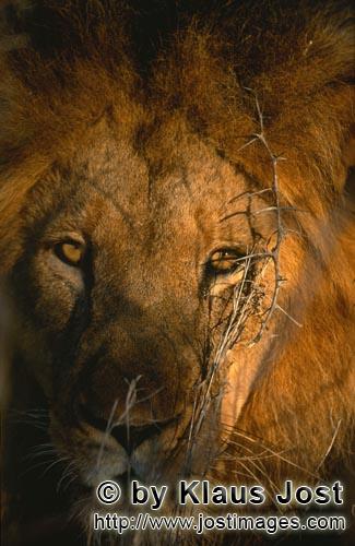 African Lion/Panthera leo        Face to face with the lion        Shortly before sunrise – it was