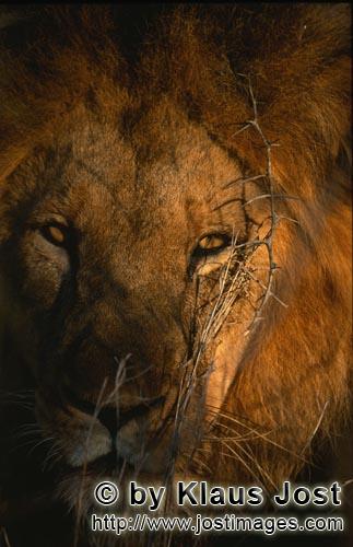 African Lion/Loewe/Panthera leo        Male lion (Panthera leo) portrait    