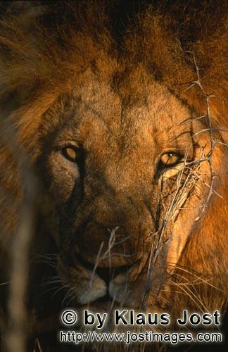 African Lion/Panthera leo        Eye contact with the Lion         Shortly before sunrise – it was
