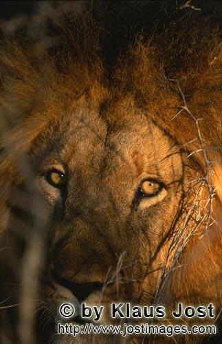 African Lion/Panthera leo        A lion in the early morning        Shortly before sunrise – it wa
