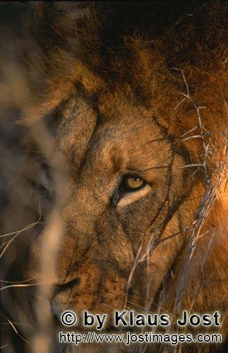 African Lion/Panthera leo        The eye of the lion         Shortly before sunrise – it was the d