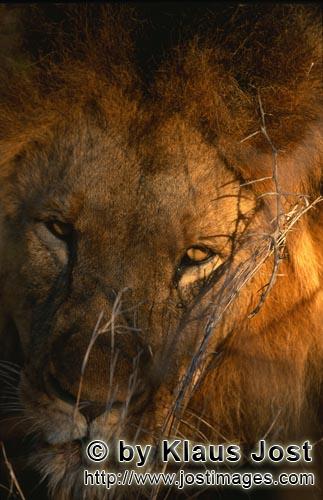 African Lion/Panthera leo        Male lion portrait    