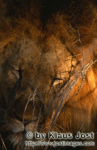 African Lion/Panthera leo        A really tired lion        Shortly before sunrise – it was the da