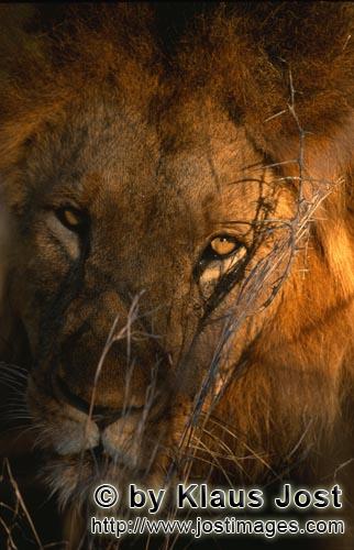 African Lion/Loewe/Panthera leo        Highly concentrated lion        Shortly before sunrise – it